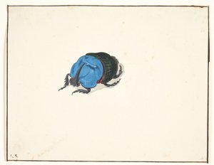 A Rhinoceros Beetle (Scarabaeidae) by Pieter Holsteijn