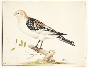 A Snow Bunting (Plectrophenax nivalis) by Pieter Holsteijn