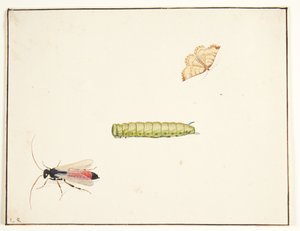 Three Insect Studies