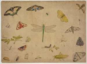 26 Insects by Pieter I Holsteijn