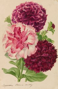 Originals of publications of horticulture and arboriculture