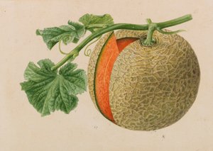 Originals of Publications of Horticulture and Arboriculture by Pieter Joseph de Pannemaeker