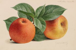 Originals of Publications on Horticulture and Arboriculture by Pieter Joseph de Pannemaeker