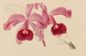 Originals of Publications on Horticulture and Arboriculture by Pieter Joseph de Pannemaeker