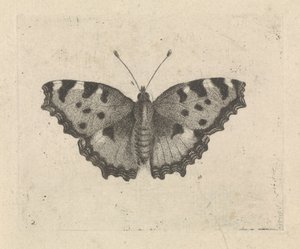 Butterfly by Pieter Lyonet