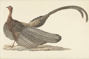 Argus Pheasant by Pieter Pietersz. Barbiers