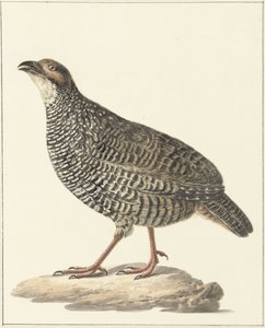 Chinese Francolin (Excalfactoria chinensis) by Pieter Pietersz. Barbiers