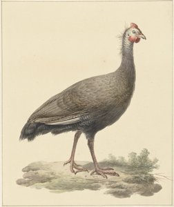 Helmeted Guineafowl by Pieter Pietersz. Barbiers