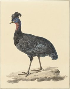 Crested Guinea Fowl by Pieter Pietersz. Barbiers