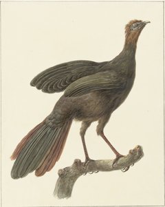 Crested Guan (Penelope purpurascens) by Pieter Pietersz. Barbiers