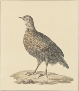 Partridge (?)