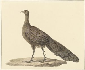Mirror Peacock by Pieter Pietersz. Barbiers