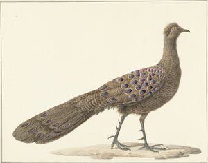 Mirror Peacock by Pieter Pietersz. Barbiers