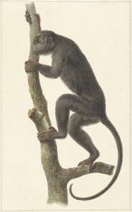 Black howler monkey (Paraguay)