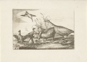 Ducks and Geese by Pieter Schenk (I) (attributed to)