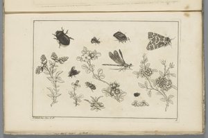 Flowering Branches with Insects by Pieter Schenk (II)
