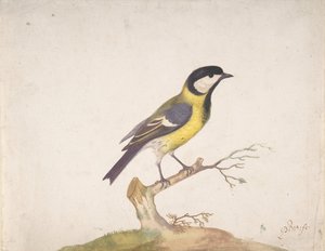 A Great Titmouse Perched on a Branch, 1670-93 by Pieter Withoos