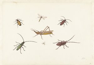 Sheet with Seven Different Insects