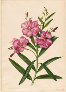 Purple Oleander by Pieter Withoos