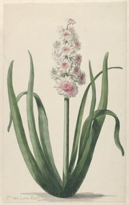 Blooming Hyacinth by Pieter van Loo
