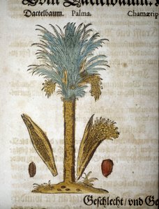 Botanical board: Palm tree with dates - In 