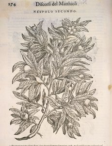 Common Medlar (Mespilus germanica), engraving by Pier Andrea Mattioli