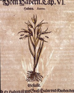 Herbarium: oats. Engraving - in 
