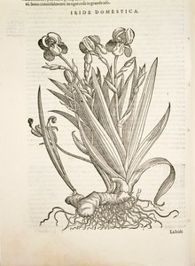 Iris (Iride domestica), engraving by Pier Andrea Mattioli by Pietro Andrea Mattioli