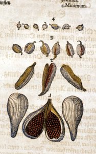 The cardamom. Engraving - in Kreutterbuch Dess Hochgelehrten unnd weitberuhmten Herrn D. Petri Andreae Matthioli by Pietro Andrea Mattioli. Frankfurt