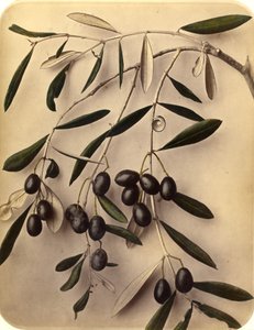 Olives