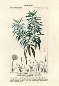 Globe daisy by Plee Plee