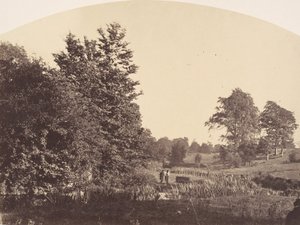 The Woodland Stream