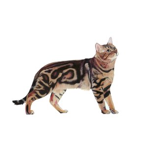 Bengal, 2014 by Polly Horner