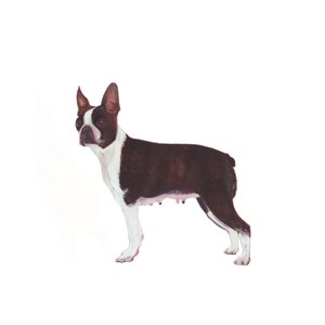 Boston Terrier, 2011 by Polly Horner
