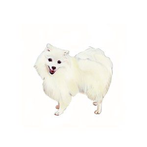 Japanese Spitz, 2011 by Polly Horner