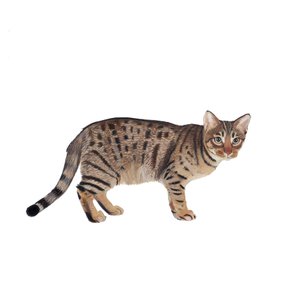 Ocicat, 2014 by Polly Horner