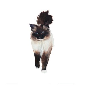 Ragdoll, 2014 by Polly Horner