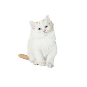 Turkish Van kitten, 2014