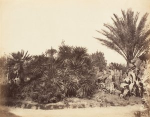 Pincian Garden, Rome, 1853-56 by Possibly by Jane Martha St. John.