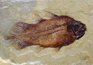 Fossil Footprint of the Carboniferous Coelacanth by Prehistoric Prehistoric