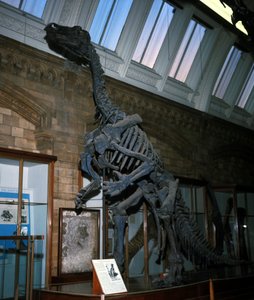 Iguanodon