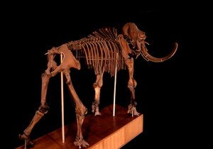 Dinosaur: mammoth skeleton, Paris, natural history museum