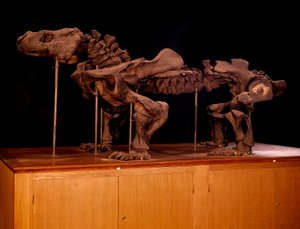 Prehistory; dinosaurs: skeleton of ichthyosaur by Prehistoric Prehistoric