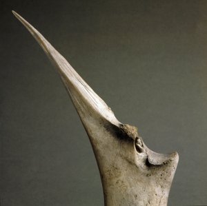 Tip of Bones from the Polada Tourbiere