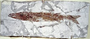 Fish fossil Sphyraena Bolcensis from Mount Bolca (Eocene period) by Prehistoric Prehistoric