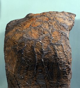 Prehistory: fossil of Stromatolite (or stromatolith), marine rock, archeozoic era. Found in Mauritania by Prehistoric Prehistoric