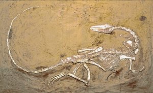 Prehistory: fossil of the dinosaur Coelophysis. Period of the Upper Triassic. Museo civico di storia naturale, Milan by Prehistoric Prehistoric
