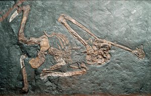 Prehistory: fossil of the great Primate Oreopitheque from Mount Bamboli. Miocene era. Museo civico di storia naturale, Milan by Prehistoric Prehistoric
