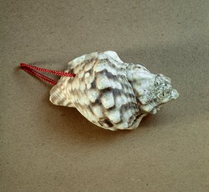 Shell of Triton nodifer pierced, used as a whistle from the Necropole of Arene Candide, Liguria. Middle Neolithic, Stone Age. Museo di archeologia Ligure, Genoa