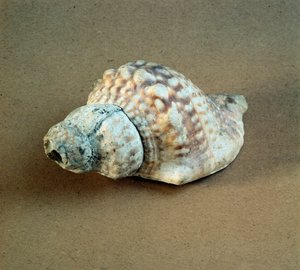 Shell of Triton Nodifer Used as a Whistle